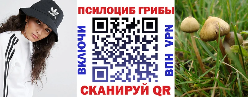 Купить закладки  Дно  Галлюциногенные грибы Psilocybine cubensis 